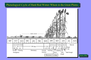 Phenological Cycle PPhheennoollooggiiccaall CCyyccllee ooff HHaarrdd RReedd W Wiininntteteerr W Whheeaatt i ininn t ththhee G Grreeaatt P Pllalaaiininnss 
SEP OCT NOV DEC JAN FEB MAR APR MAY JUN JUL AUG 
crop establishment 
50 108 days 28 34 29 21 
10 14 
greening up heading mature 
50 108 days 28 34 29 21 
14 14 21 13 25 4 7 9 5 
26 
Sow Tillering 
Emergence 
Dormancy Growth 
resumes 
Heading 
Boot 
Harvest 
Dead 
ripe 
Harvest 
Soft Hard dough 
dough 
Jointing 
Maximum Coverage 
Winter Wheat 
Phenology 
snow cover 
SEP OCT NOV DEC JAN FEB MAR APR MAY JUN JUL AUG 
crop establishment 
10 14 
greening up heading mature 
14 14 21 13 25 4 7 9 5 
26 
Sow Tillering 
Emergence 
Dormancy Growth 
resumes 
Heading 
Boot 
Dead 
ripe 
Soft Hard dough 
dough 
Jointing 
Maximum Coverage 
Winter Wheat 
Phenology 
snow cover 
JeJnesnesne,n ,2 0200000 
 