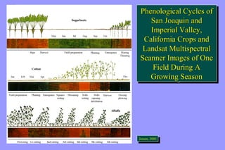Phenological Cycles of 
Phenological Cycles of 
San Joaquin and 
Imperial Valley, 
California Crops and 
Landsat Multispectral 
Scanner Images of One 
San Joaquin and 
Imperial Valley, 
California Crops and 
Landsat Multispectral 
Scanner Images of One 
Field During A 
Growing Season 
Field During A 
Growing Season 
JeJnesnesne,n 2, 0200000 
 