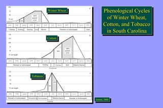 Phenological Cycles 
of Winter Wheat, 
Cotton, and Tobacco 
in South Carolina 
Phenological Cycles 
of Winter Wheat, 
Cotton, and Tobacco 
in South Carolina 
JeJnesnesne,n ,2 0200000 
Winter Wheat 
Winter Wheat 
100% 
ground 
cover 
100% 
ground 
cover 
snow cover 
snow cover 
100 
100 
75 
75 
50 
50 
25 cm 
25 cm 
50% 
50% 
JAN FEB MAR APR MAY JUN JUL AUG SEP OCT NOV DEC 
Tillering Jointing Booting Head Harvest Dormant or multicropped 
Seed 
Winter Wheat 
Phenology 
Winter Wheat 
Phenology 
150 
150 
125 
125 
100 
100 
75 
75 
50 
50 
b. 
b. 
JAN FEB MAR APR MAY JUN SEP OCT NOV DEC 
Seeding Boll Maturity/harvest 
snow cover 
25 cm height 
Dormant or multicropped 
Cotton 
100% 
ground 
cover 
JUL AUG 
Fruiting 
Pre-bloom 
50% 
snow cover 
snow cover 
125 
125 
100 
100 
75 
75 
50 
50 
50% 
50% 
JAN FEB MAR APR MAY JUN SEP OCT NOV DEC 
Transplanting Development Maturity/harvest 
25 cm height 
Dormant or multicropped 
Tobacco 
100% 
JUL AUG 
Topping 
Dormant or multicropped 
a. 
c. 
JAN FEB MAR APR MAY JUN JUL AUG SEP OCT NOV DEC 
Tillering Jointing Booting Head Harvest Dormant or multicropped 
Seed 
JAN FEB MAR APR MAY JUN SEP OCT NOV DEC 
Seeding Boll Maturity/harvest 
snow cover 
25 cm height 
Dormant or multicropped 
Cotton 
100% 
ground 
cover 
JUL AUG 
Fruiting 
Pre-bloom 
50% 
JAN FEB MAR APR MAY JUN SEP OCT NOV DEC 
Transplanting Development Maturity/harvest 
25 cm height 
Dormant or multicropped 
Tobacco 
100% 
JUL AUG 
Topping 
Dormant or multicropped 
a. 
c. 
WWininteter rW Whheeaatt 
CCootttotonn 
TToobbaaccccoo 
 