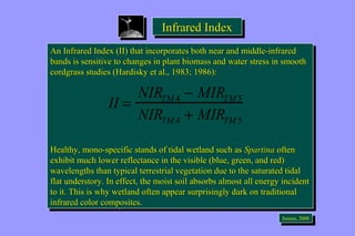 IInnffrraarreedd IInnddeexx 
An Infrared Index (II) that incorporates both near and middle-infrared 
bands is sensitive to changes in plant biomass and water stress in smooth 
cordgrass studies (Hardisky et al., 1983; 1986): 
An Infrared Index (II) that incorporates both near and middle-infrared 
bands is sensitive to changes in plant biomass and water stress in smooth 
cordgrass studies (Hardisky et al., 1983; 1986): 
Healthy, mono-specific stands of tidal wetland such as Spartina often 
exhibit much lower reflectance in the visible (blue, green, and red) 
wavelengths than typical terrestrial vegetation due to the saturated tidal 
flat understory. In effect, the moist soil absorbs almost all energy incident 
to it. This is why wetland often appear surprisingly dark on traditional 
infrared color composites. 
Healthy, mono-specific stands of tidal wetland such as Spartina often 
exhibit much lower reflectance in the visible (blue, green, and red) 
wavelengths than typical terrestrial vegetation due to the saturated tidal 
flat understory. In effect, the moist soil absorbs almost all energy incident 
to it. This is why wetland often appear surprisingly dark on traditional 
infrared color composites. 
JeJnesnesne,n ,2 0200000 
II = NIRTM4 - MIRTM5 
NIRTM4 + MIRTM5 
 