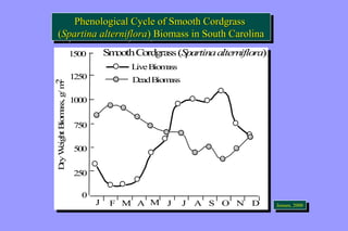 Phenological Cycle of Smooth Cordgrass 
Phenological Cycle of Smooth Cordgrass 
(Spartina alterniflora) Biomass in South Carolina 
(Spartina alterniflora) Biomass in South Carolina 
Smooth Cordgrass (Spartina alterniflora) 
Smooth Cordgrass (Spartina alterniflora) 
Live Biomass 
Dead Biomass 
Live Biomass 
Dead Biomass 
J A S O N 
J A S O N JeJnesnesne,n ,2 0200000 
1500 
1500 
1250 
1250 
1000 
1000 
750 
750 
500 
500 
250 
250 
0 
DryWeightBiomass, g/m2 
F M A M J J D 
0 
DryWeightBiomass, g/m2 
F M A M J J D 
 