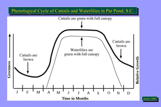 Phenological Cycle of Cattails PPhheennoollooggiiccaall CCyyccllee ooff CCaattttaaiillss a anndd W Waatteteerrlliliililliliieieess i ininn P Paarr P Poonndd, ,S S.C.C.. 
JeJnesnesne,n 2, 0200000 
 