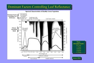 Dominant Factors DDoommiinnaanntt FFaaccttoorrss CCoonnttrroolllliinngg LLeeaaff RReefflleeccttaannccee 
Water 
Water 
absorption bands: 
absorption bands: 
0.97 mm 
1.19 mm 
1.45 mm 
1.94 mm 
2.70 mm 
0.97 mm 
1.19 mm 
1.45 mm 
1.94 mm 
2.70 mm 
JeJnesnesne,n ,2 0200044 
 