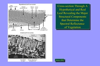 Cross-section Through A 
Hypothetical and Real 
Leaf Revealing the Major 
Structural Components 
Cross-section Through A 
Hypothetical and Real 
Leaf Revealing the Major 
Structural Components 
that Determine the 
Spectral Reflectance 
that Determine the 
Spectral Reflectance 
of Vegetation 
of Vegetation 
JeJnesnesne,n 2, 0200404 
 