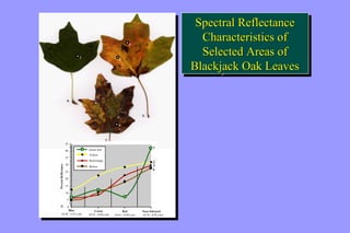 1 2 
a 
3 
4 
35 
35 
30 
30 
25 
25 
20 
20 
15 
15 
10 
10 
5 
0 
Blue 
Percent Reflectance 
Percent Reflectance 
5 
(0.45 - 0.52 m m) 
Green leaf 
Yellow 
Red/orange 
Brown 
1 
2 
3 
4 
45 
40 
Green 
(0.52 - 0.60 m m) 
Red 
(0.63 - 0.69 m m) 
1 
2 
3 
Near-Infrared 
(0.70 - 0.92 m m) 
a. 
b. 
c. 
d. 
1 2 
a 
3 
4 
0 
Blue 
(0.45 - 0.52 m m) 
Green leaf 
Yellow 
Red/orange 
Brown 
4 
45 
40 
Green 
(0.52 - 0.60 m m) 
Red 
(0.63 - 0.69 m m) 
Near-Infrared 
(0.70 - 0.92 m m) 
a. 
b. 
c. 
d. 
Spectral Reflectance 
Characteristics of 
Selected Areas of 
Blackjack Oak Leaves 
Spectral Reflectance 
Characteristics of 
Selected Areas of 
Blackjack Oak Leaves 
 