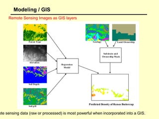 Modeling / GIS
Remote Sensing Images as GIS layers

For est Type

Geology

Land Ownership

Sub strate and
Owner ship Mask
Elevation

Regression
Model

Soil Dept h

Soil pH

Predicted Density of Reeses Buttercup

ote sensing data (raw or processed) is most powerful when incorporated into a GIS.

 