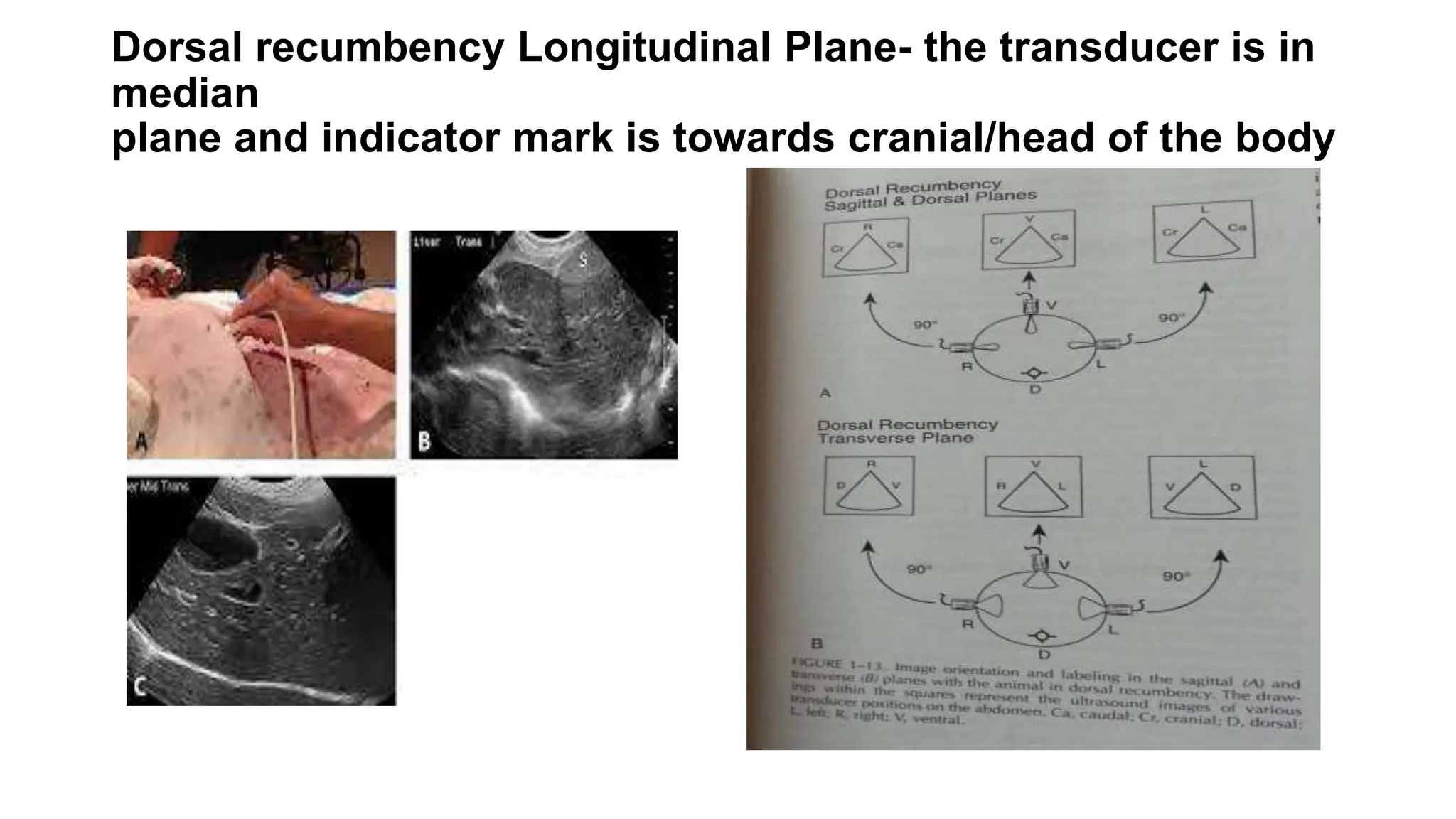 Angled Recumbency diagnostic image interpretation of animals.pptx