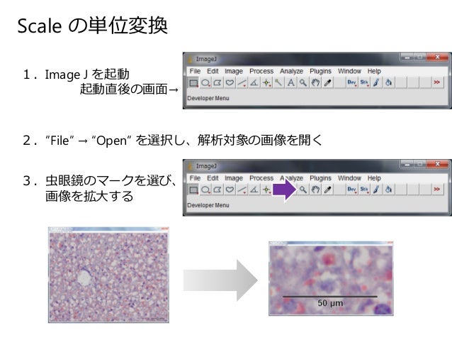 Image J を用いた組織像の定量解析