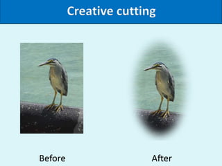 Image Manipulation and Organisation for Beginners