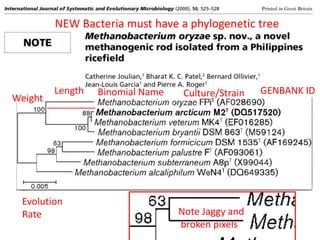 Note Jaggy and
broken pixels
NEW Bacteria must have a phylogenetic tree
Length
_________Weight
Binomial Name Culture/Strain GENBANK ID
Evolution
Rate
 
