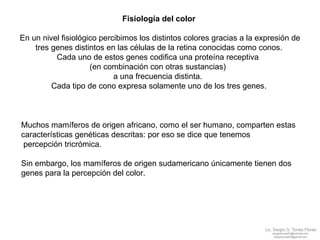 Fisiología del color En un nivel fisiológico percibimos los distintos colores gracias a la expresión de tres genes distintos en las células de la retina conocidas como conos.  Cada uno de estos genes codifica una proteína receptiva  (en combinación con otras sustancias)  a una frecuencia distinta.  Cada tipo de cono expresa solamente uno de los tres genes. Muchos mamíferos de origen africano, como el ser humano, comparten estas  características genéticas descritas: por eso se dice que tenemos percepción tricrómica.  Sin embargo, los mamíferos de origen sudamericano únicamente tienen dos  genes para la percepción del color.  