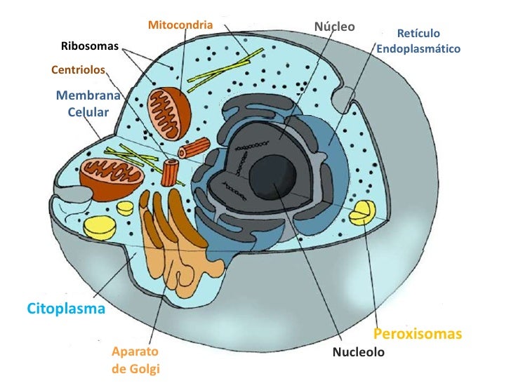 Featured image of post Celula Animal Y Vegetal Con Sus Partes - Las celulas son la porcion mas pequena de materia viva capaz de realizar todas las funciones de los seres vivos, es la celula vegetal contiene cloroplastos: