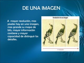 DE UNA IMAGEN   A  mayor resolución, mas pixeles hay en una imagen, mas grande su mapa de bits, mayor información contiene y mayor capacidad de distinguir los detalles.  