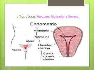  Tres capas: Mucosa, Muscular y Serosa
 Mucosa (Endometrio): y
 Serosa (Perimetrio): Peritoneo que tapiza solo una
parte
 Muscular (Miometrio):
 Externa: Fibras longitudinales y transversales
 Media: Plexiforme, las fibras se entrecruzan
 Interna: Abundantes fibras longitudinales
 