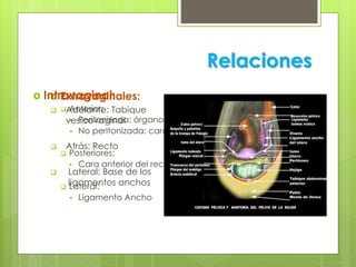 Relaciones
 Extravaginales:
 Anterior:
 Peritonizada: órganos intrabdominales
 No peritonizada: cara posterior de la vejiga y su fondo
 Posteriores:
 Cara anterior del recto
 Lateral:
 Ligamento Ancho
 Intravaginal:
 Adelante: Tabique
vesicovaginal
 Atrás: Recto
 Lateral: Base de los
ligamentos anchos
 