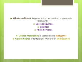  Región central del ovario compuesta de
fibroblastos
 Vasos sanguíneos
 Linfáticos
 Fibras nerviosas
 Células intersticiales  secreción de
 Células hiliares  Epitelioides  secretan
 