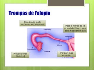Trompas de Falopio
Proyecciones
(fimbrias)
Sitio donde suele
ocurrir la fecundación
Porción mas
estrecha
Pasa a través de la
pared del útero para
desembocar en éste
 