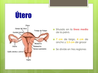 Útero
 Situado en la línea media
de la pelvis
 7 cm de largo, 4 cm de
ancho y 2.5 cm de grosor
 Se divide en tres regiones
 