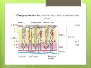  Cuerpo y fondo: Endometrio, Miometrio y Adventicia o
serosa
 Endometrio: compuesto por epitelio simple y lámina propia
 Dos capas
Regenera la capa funcional cada ciclo menstrual
Se descama durante la menstruación (arterias
helicoidales espirales, arterias rectas)
 