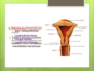  Miometrio: dividido en
capas
 Longitudinal Interna
 Circular Media
 Longitudinal Externa
 Serosa o adventicia:
área retroperitoneal
 Fondo y porción posterior
del cuerpo recubiertos por
serosa  capa de células
mesoteliales escamosas
 