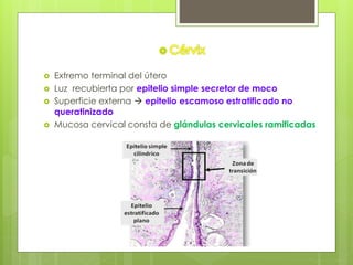  Extremo terminal del útero
 Luz recubierta por epitelio simple secretor de moco
 Superficie externa  epitelio escamoso estratificado no
queratinizado
 Mucosa cervical consta de glándulas cervicales ramificadas
 