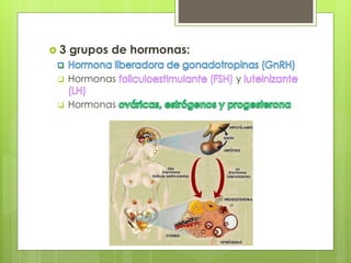  3 grupos de hormonas:
 Hormonas y
 Hormonas
 