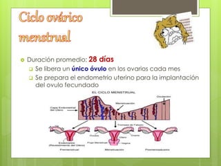  Duración promedio: 28 días
 Se libera un único óvulo en los ovarios cada mes
 Se prepara el endometrio uterino para la implantación
del ovulo fecundado
 