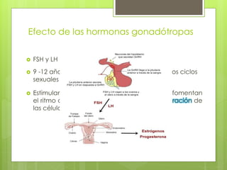 Efecto de las hormonas gonadótropas
 FSH y LH  Adenohipofisis
 9 -12 años aumenta la secreción  inicio de los ciclos
sexuales menstruales
 Estimulan células efectoras en los ovarios  fomentan
el ritmo de secreción, crecimiento y la proliferación de
las células
 