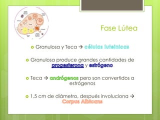 Fase Lútea
 Granulosa y Teca 
 Granulosa produce grandes cantidades de
y
 Teca  pero son convertidos a
estrógenos
 1.5 cm de diámetro, después involuciona 
 