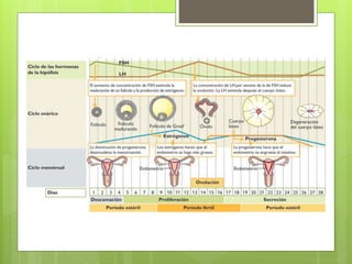  Esto se produce al final del 12vo día de vida del cuerpo
lúteo (2 días antes del inicio de la menstruación)
 La interrupción de la producción de estrógenos y
progesterona del cuerpo lúteo elimina la inhibición por
retroalimentación permitiendo que aumente de nuevo FSH
y LH
 