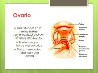 Ovario
 Dos, situados en la
pelvis menor
 Poseen una cara
lateral y una medial
 Borde libre y un
borde mesoovarico
 Dos extremidades:
tubarica y una
uterina
o Forma ovoide
o Longitud de 2.5 - 4.5 cm
o Espesor de 0.5 -1 cm
 