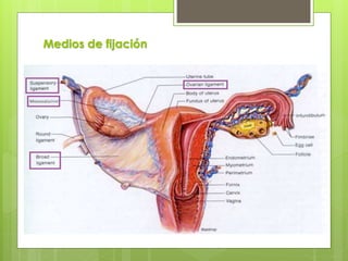 Medios de fijación
 Ligamento suspensorio del ovario
Fijado a la fosa iliaca, llega a la extremidad tubárica del
ovario y se fija en el infundíbulo de la trompa uterina
 Mesovario
Formado por la hoja peritoneal posterior del ligamento ancho
 Mesosálpinx
Desde el borde mesovárico al infundíbulo de la trompa uterina
 Ligamento propio del ovario
Une el borde anterior del ovario con el ángulo del útero
 