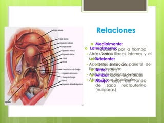 Relaciones
 Lateralmente:
 Atrás: Vasos Iliacos internos y el
uréter
 Adelante: Inserción parietal del
ligamento ancho
 Arriba: Vasos Iliacos externos
 Abajo: Vasos Umbilicales
 Medialmente:
 Cubierto por la trompa
uterina
 Adelante:
 Hilio del ovario
 Atrás: Libre
 Arriba: Colon Sigmoides
 Abajo: Lejos del fondo
de saco rectouterino
(nulíparas)
 
