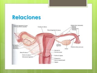 Relaciones
 Forma con el mesosalpinx el alerón superior del
ligamento ancho
 Entre la trompa y el ligamento redondo delimitan la
fosa preovárica (Waldeyer)
 En el mesosalpinx se encuentran los vasos y nervios de
la trompa uterina
 