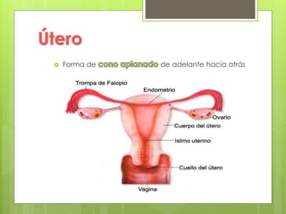 Útero
 Forma de de adelante hacia atrás
 