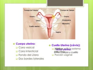  Cuerpo uterino:
 Cara vesical
 Cara Intersticial
 Fondo del útero
 Dos bordes laterales
o Istmo uterino:
Entre cuerpo y cuello
 Cuello Uterino (cérvix):
 Vértice: orificio externo
del útero
 Porción vaginal
 