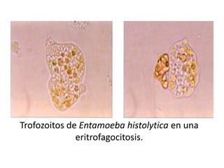 Trofozoitos de Entamoeba histolytica en una
              eritrofagocitosis.
 
