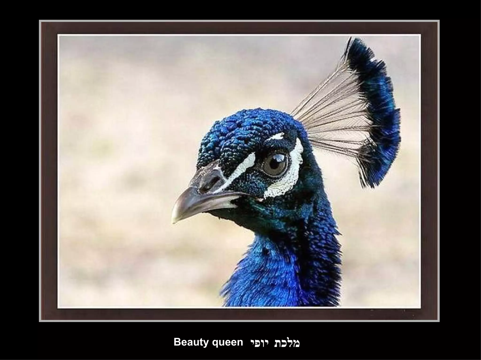 מלכת יופי Beauty queen 