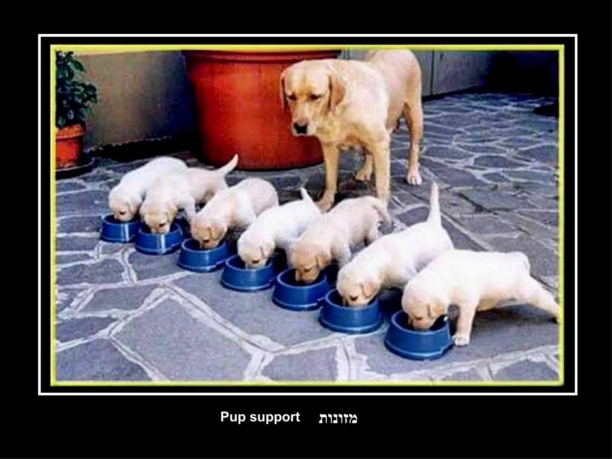 מזונות Pup support 