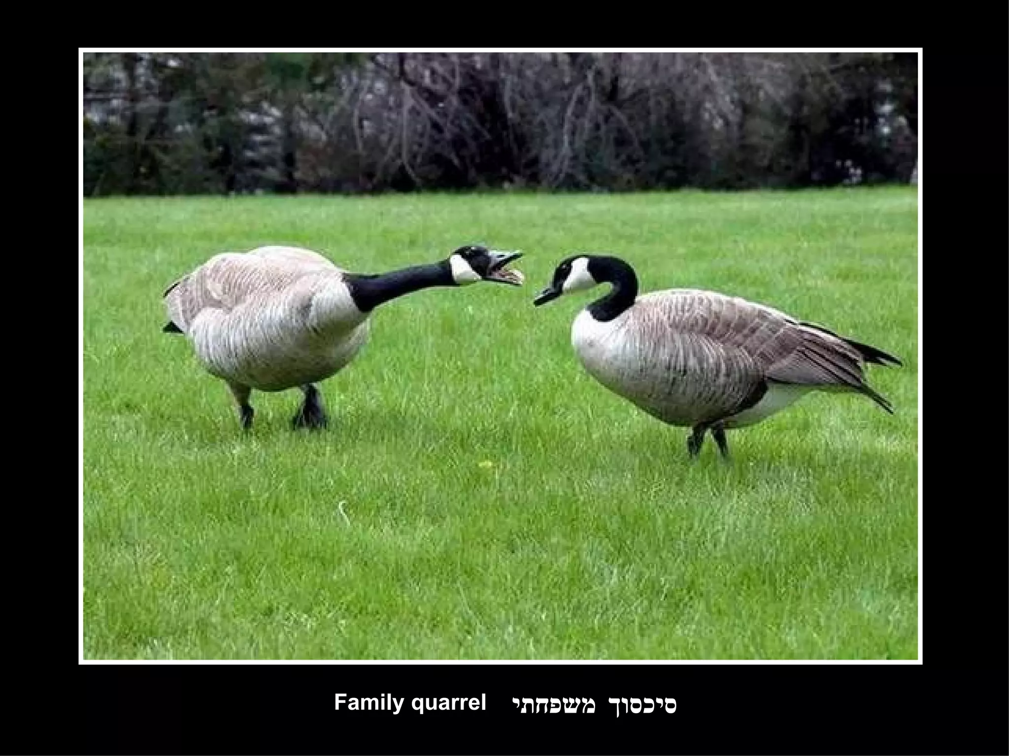 סיכסוך משפחתי Family quarrel 