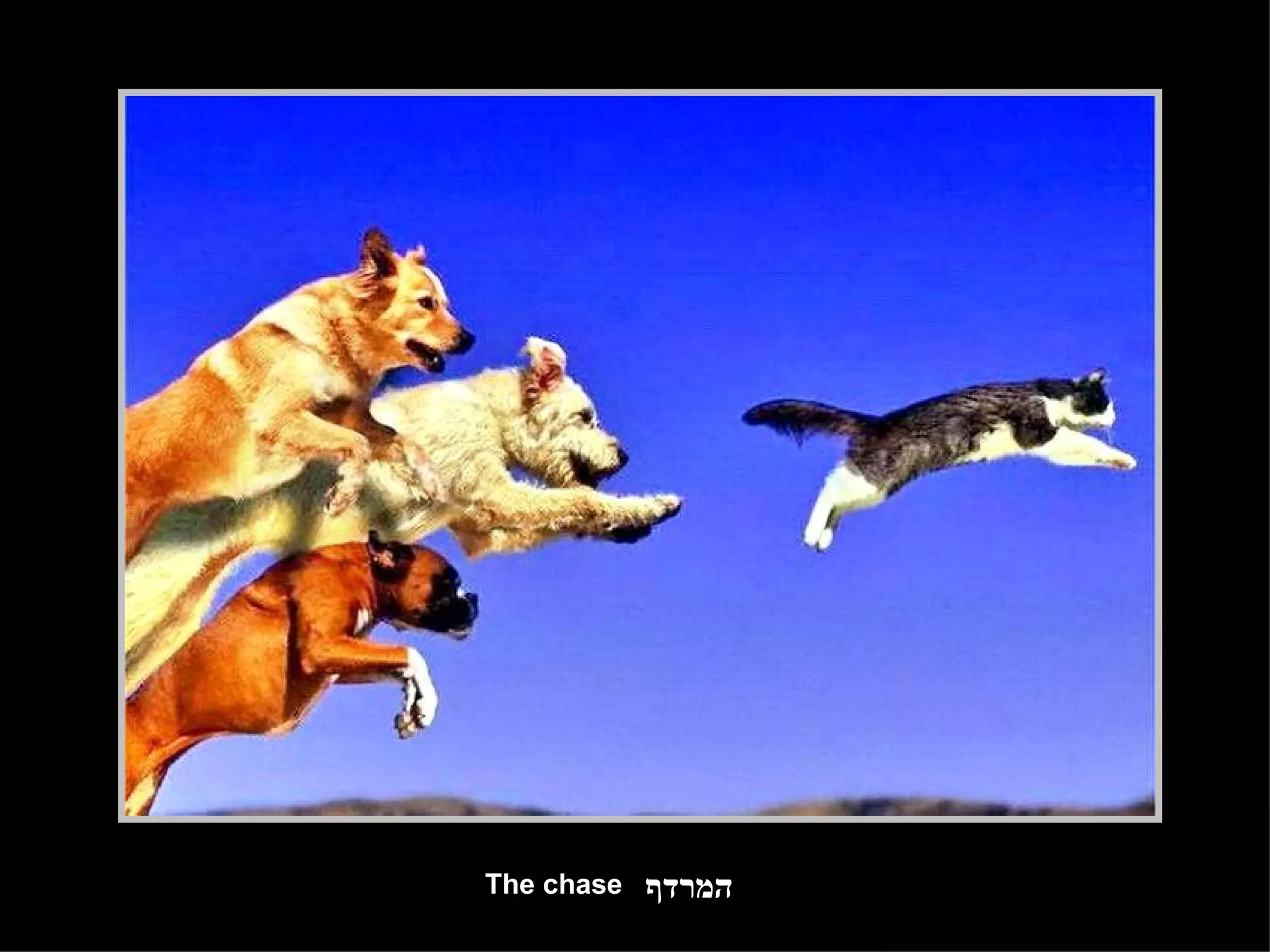 המרדף The chase 