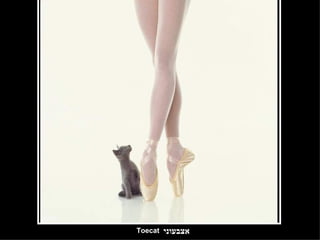 אצבעוני Toecat 