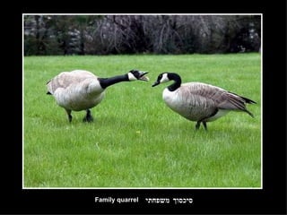 סיכסוך משפחתי Family quarrel 