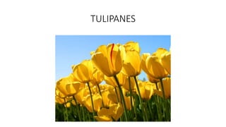 TULIPANES
 