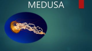 MEDUSA
 