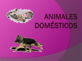 Imagenes animales domesticos