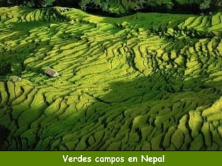 Verdes campos en Nepal 
