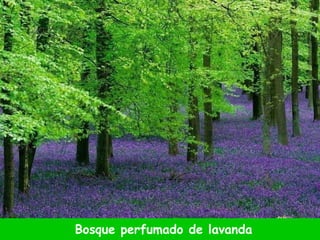 Bosque perfumado de lavanda 
