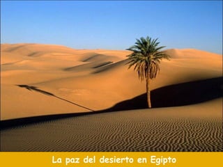 La paz del desierto en Egipto 