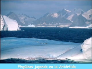 Pingüinos jugando en la Antártida 
